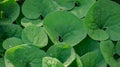 Wild Ginger - Asarum canadense Royalty Free Stock Photo