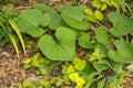 Wild Ginger - Asarum canadense Royalty Free Stock Photo