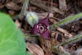 Wild ginger flower. It grows in the eastern USA
