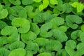 Wild Ginger, Asarum canadense Royalty Free Stock Photo