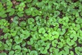 Wild ginger leaves