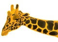 Wild giraffe Royalty Free Stock Photo