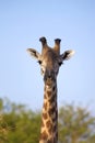 Wild Giraffe Royalty Free Stock Photo