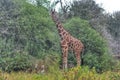 Wild Giraffe in Africa Royalty Free Stock Photo