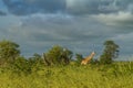 Wild giraffe in the bush in Kruger Park, South Africa Royalty Free Stock Photo