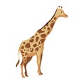 wild giraffe design