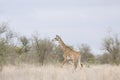 Wild giraffe in the heart of savannah, Kruger national park, SOUTH AFRICA Royalty Free Stock Photo