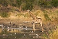 Wild giraffe in the heart of savannah, Kruger national park, SOUTH AFRICA Royalty Free Stock Photo