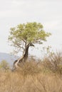 Wild giraffe hiding behind a tree at Kurger, South Africa