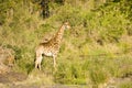 Wild giraffe, Kruger national park, SOUTH AFRICA Royalty Free Stock Photo