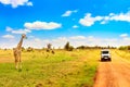 Wild giraffe near safari car in Masai Mara National Park, Kenya. Safari concept. African travel landscape Royalty Free Stock Photo