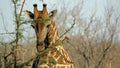 Wild Giraffe Portrait, Sabi Sands Royalty Free Stock Photo