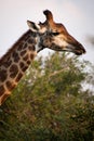 Close up of giraffe profile in South Africa wild