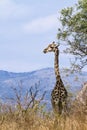 Wild giraffe walking in savannah, in Kruger National park, South Africa Royalty Free Stock Photo