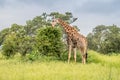 Wild giraffes in african savannah. Tanzania.