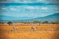 Wild Giraffes in Mikumi national park Royalty Free Stock Photo