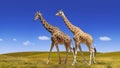 Wild giraffes collage on the blue sky and savanna background Royalty Free Stock Photo