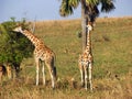 Wild giraffes feeding on savanna plains nature reserve Uganda, Africa Royalty Free Stock Photo