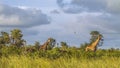 Wild giraffes in a green savannah, Kruger National Park