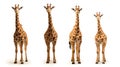 Wild giraffes isolated on white background