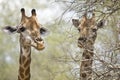 Wild giraffes in Kruger national park, SOUTH AFRICA Royalty Free Stock Photo