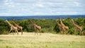 Wild Giraffes in National Park of Kenya, Africa