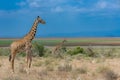 Wild giraffes in the savannah