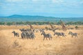 Wild Giraffes and zebras together