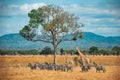 Wild Giraffes and zebras together