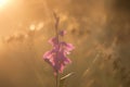 Wild gladiole flower in the field Royalty Free Stock Photo