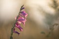 Wild gladiole flower in the field Royalty Free Stock Photo