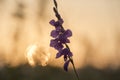 Wild gladiole flower in the field Royalty Free Stock Photo