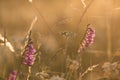 Wild gladiole flower in the field Royalty Free Stock Photo