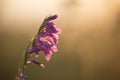 Wild gladiole flower in the field Royalty Free Stock Photo