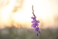 Wild gladiole flower in the field Royalty Free Stock Photo