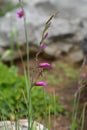 Wild gladiolus