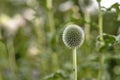 Wild globe thistle or echinops exaltatus flowers growing in a botanical garden with blurred background and copy space Royalty Free Stock Photo