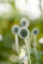 Wild globe thistle or echinops exaltatus flowers growing in a botanical garden with blurred background and copy space Royalty Free Stock Photo