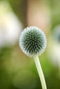 Wild globe thistle or echinops exaltatus flowers growing in a botanical garden with blurred background and copy space Royalty Free Stock Photo