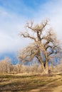 Wild Gnarly Tree on the Colorado Prairie Royalty Free Stock Photo