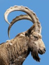 Wild goat