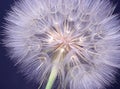 Wild goat beard, faded