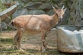Wild goat (Capra sp.) kid Royalty Free Stock Photo