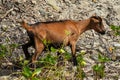 Wild goat at the Colombier Beach, St. Barts Royalty Free Stock Photo