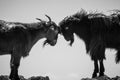 Wild goat couple