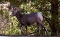 Wild goat going allong the road in the Zion park