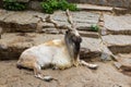 Wild goat markhor Capra falconeri