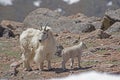 Wild Goat mother and baby search for green grass. Royalty Free Stock Photo