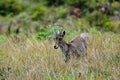 Wild goat Nilgiri Tahr Royalty Free Stock Photo