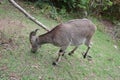 Wild goat Nilgiri Tahr Royalty Free Stock Photo